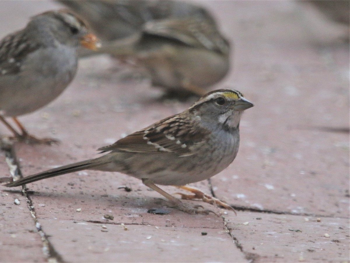 White-throated Sparrow - ML424247291