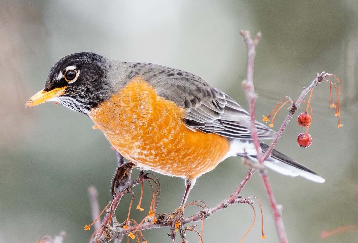 eBird Checklist 11 Mar 2022 Kensington Metroparkgeneral (Oakland