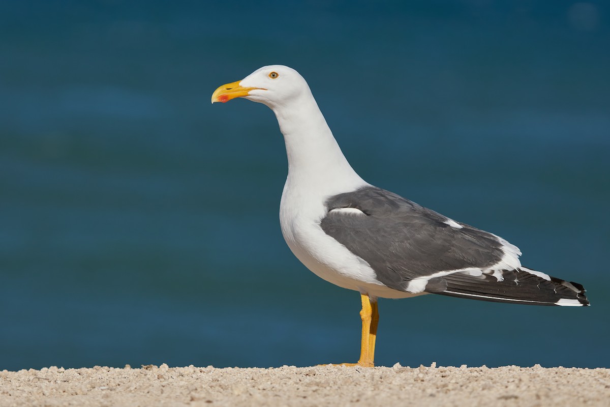 Yellow-footed Gull - ML424255341