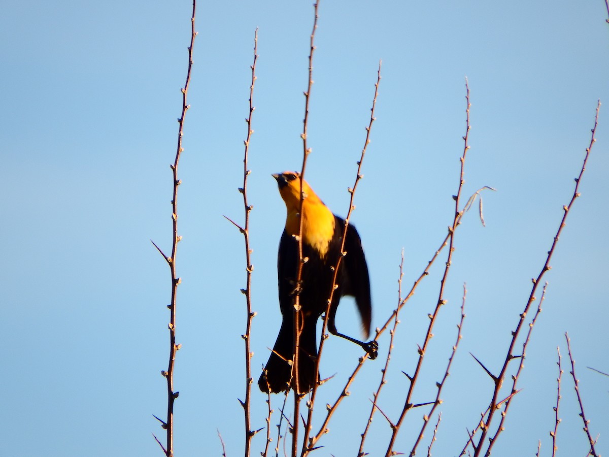 Yellow-headed Blackbird - ML42426951