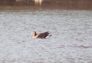 Greater White-fronted Goose, ML424271721