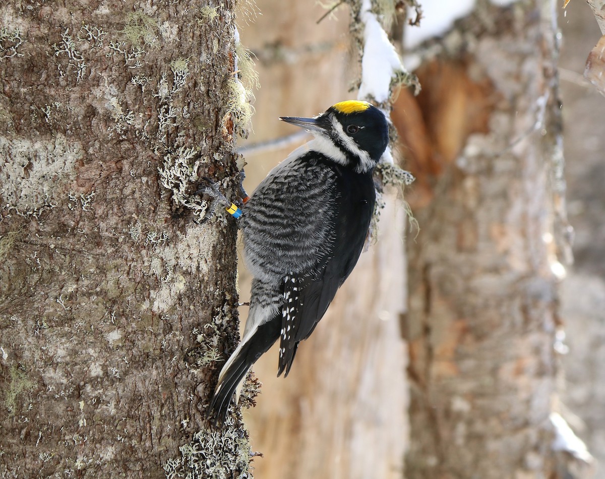 Black-backed Woodpecker - David Tremblay