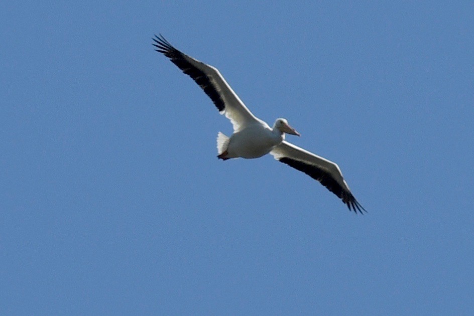 American White Pelican - ML424278971