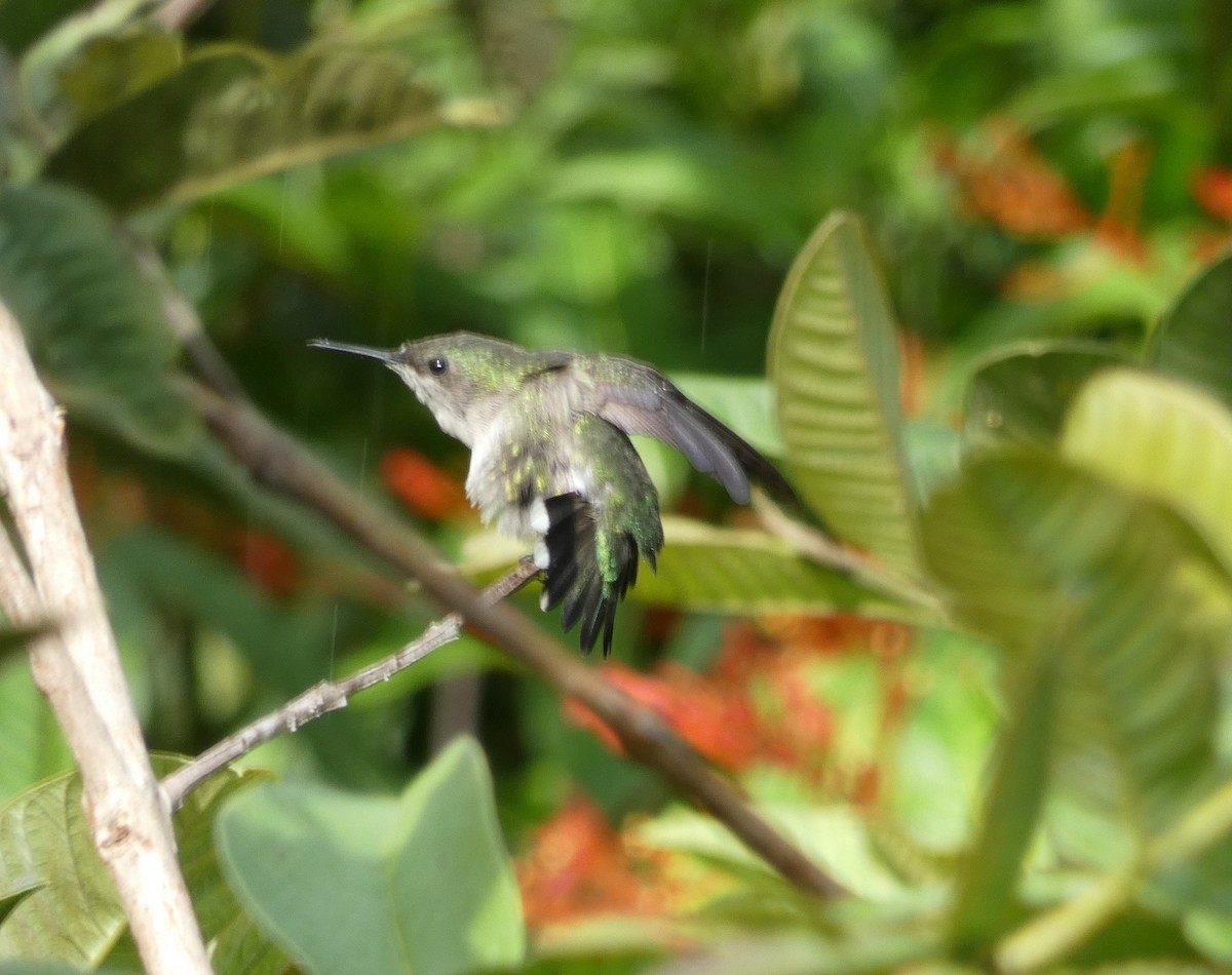 Vervain Hummingbird - ML424279391