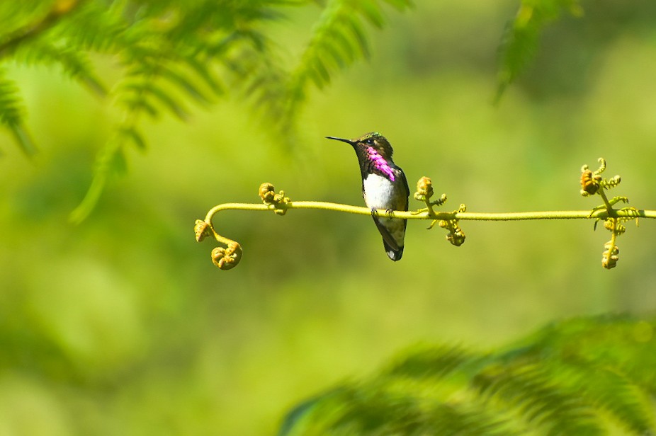 Wine-throated Hummingbird - Esteban Matías (birding guide) Sierra de los Cuchumatanes Huehuetenango esteban.matias@hotmail.com                             +502 53810540