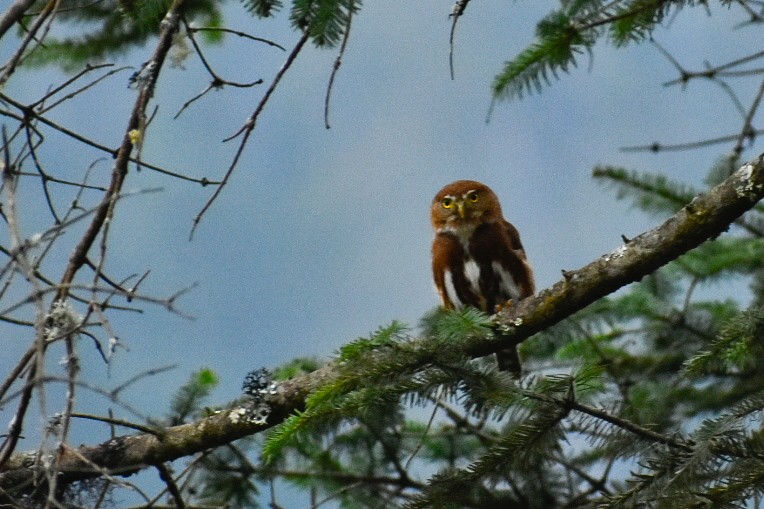 Northern Pygmy-Owl - ML424285611