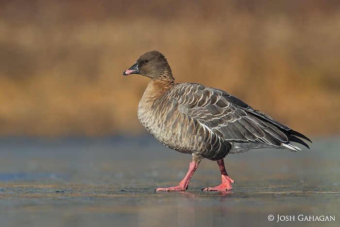 Pink-footed Goose - ML42428811