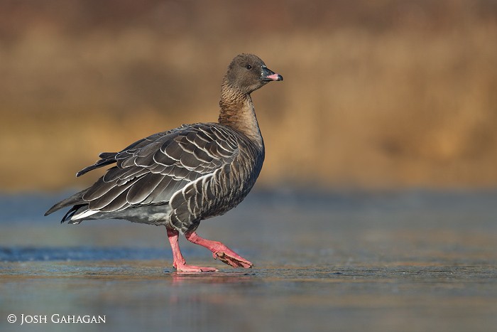 Pink-footed Goose - ML42428821
