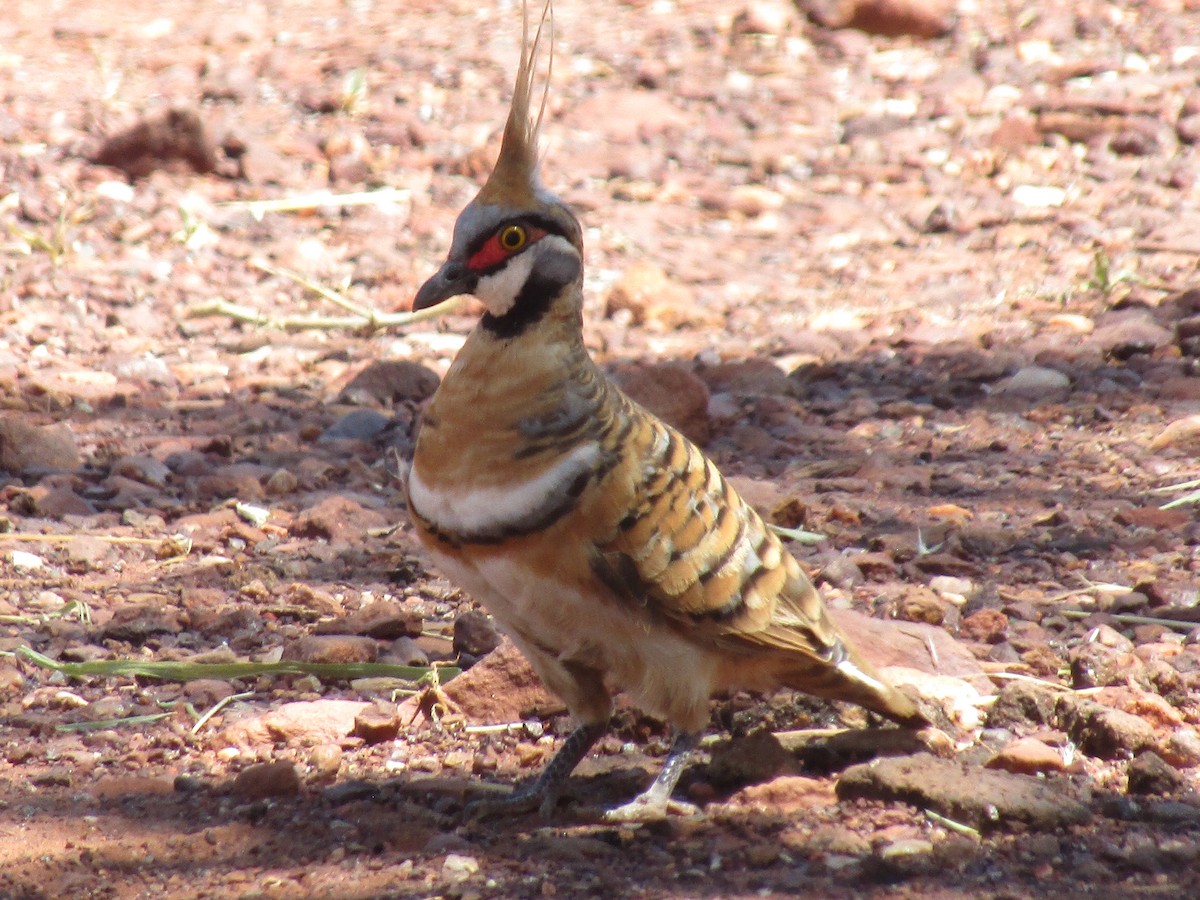 Spinifex Pigeon - ML424299551