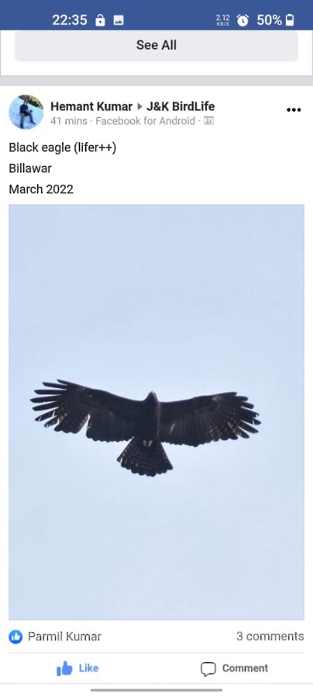 Black Eagle - ML424302561