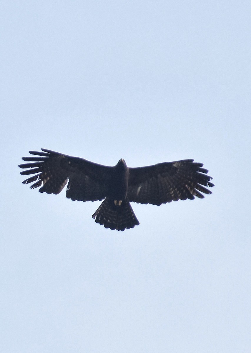 Black Eagle - ML424302661
