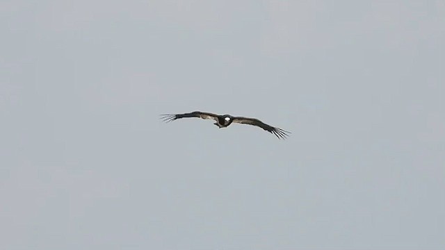 White-headed Vulture - ML424304351