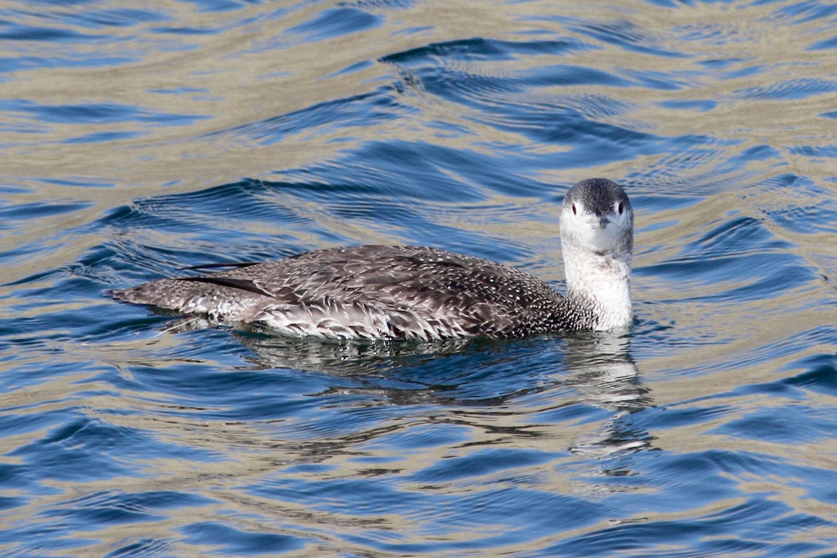 Red-throated Loon - ML42431301