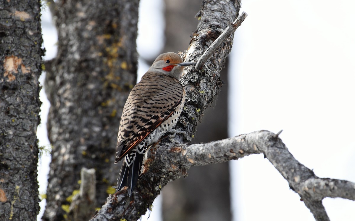 Northern Flicker (Red-shafted) - ML424323081