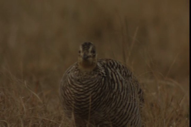 Greater Prairie-Chicken (Attwater's) - ML424336
