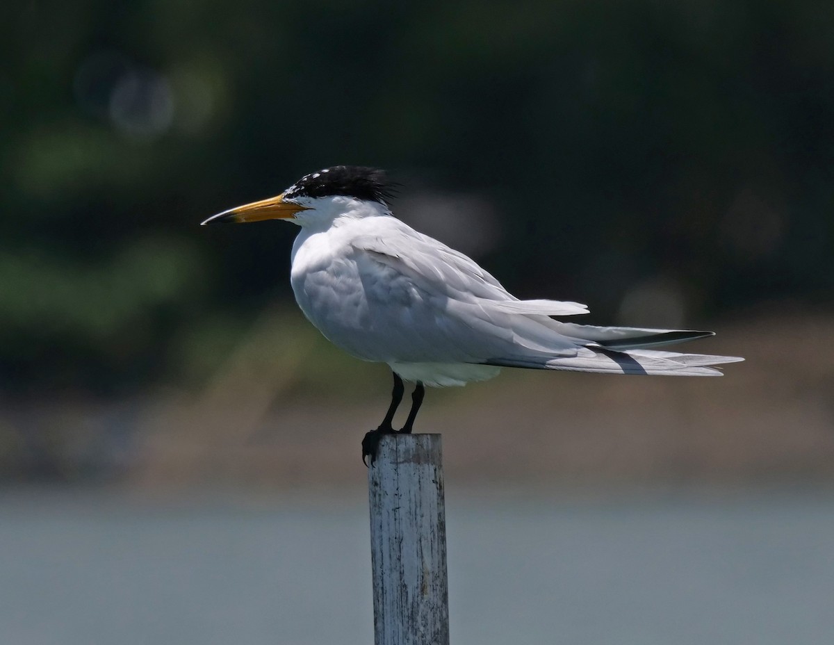 Chinese Crested Tern - ML424342971