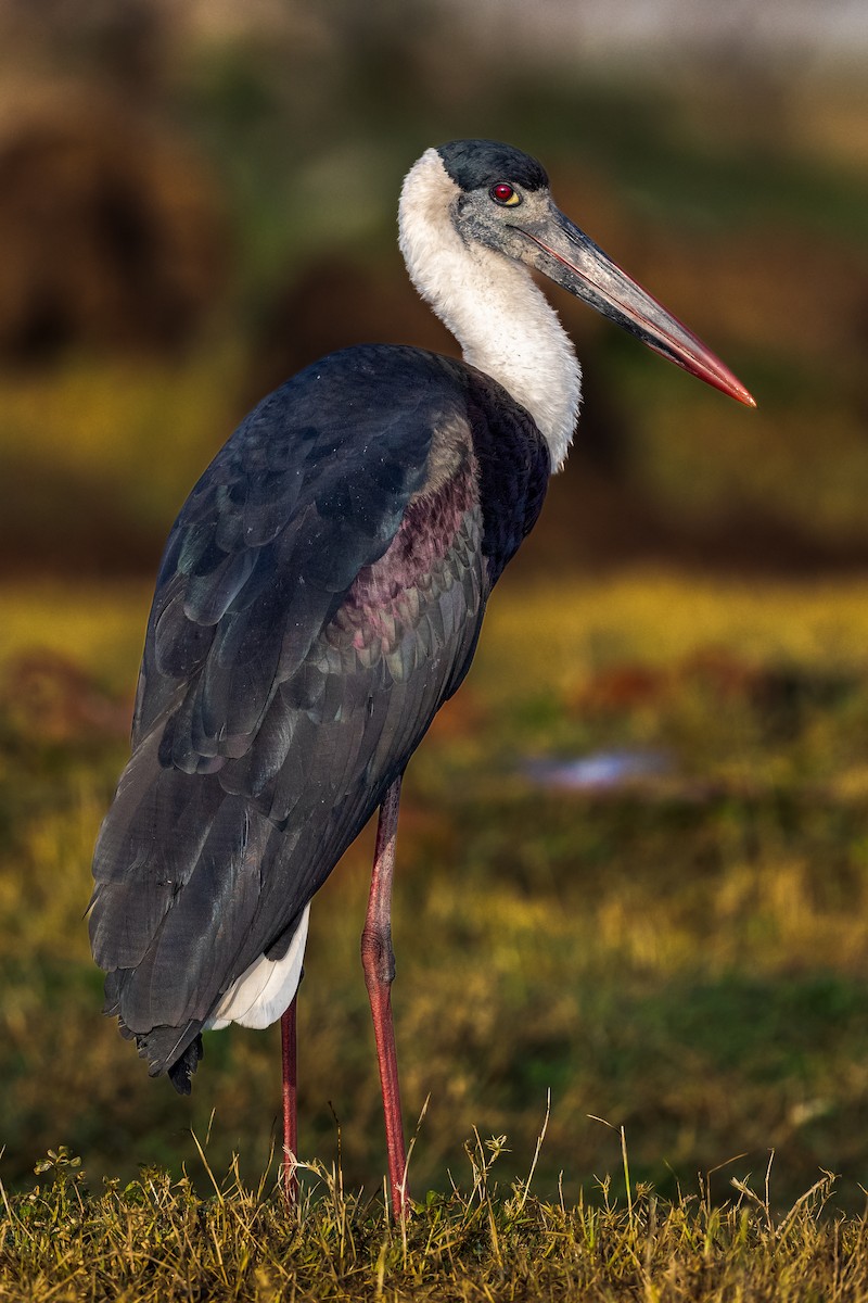 Asian Woolly-necked Stork - Vivek Saggar