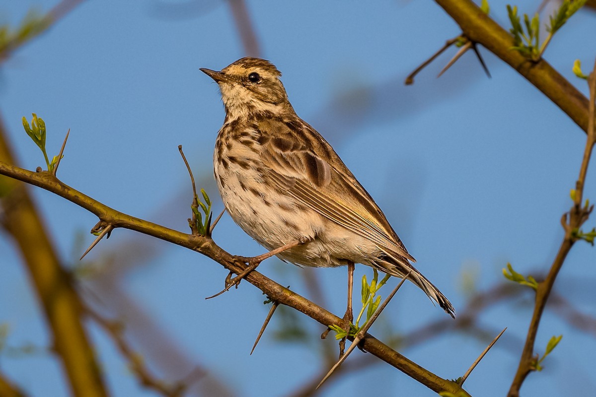 Rosy Pipit - ML424345291