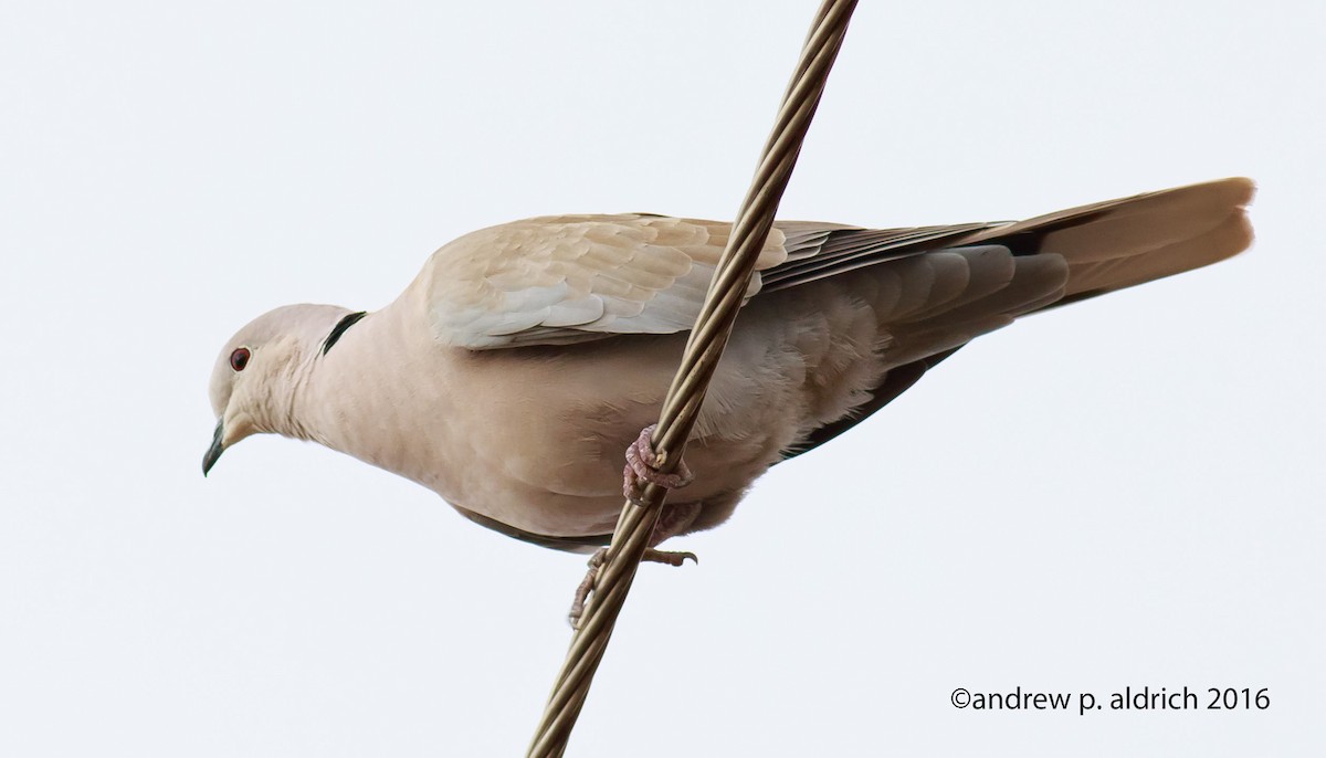 Eurasian Collared-Dove - andrew aldrich