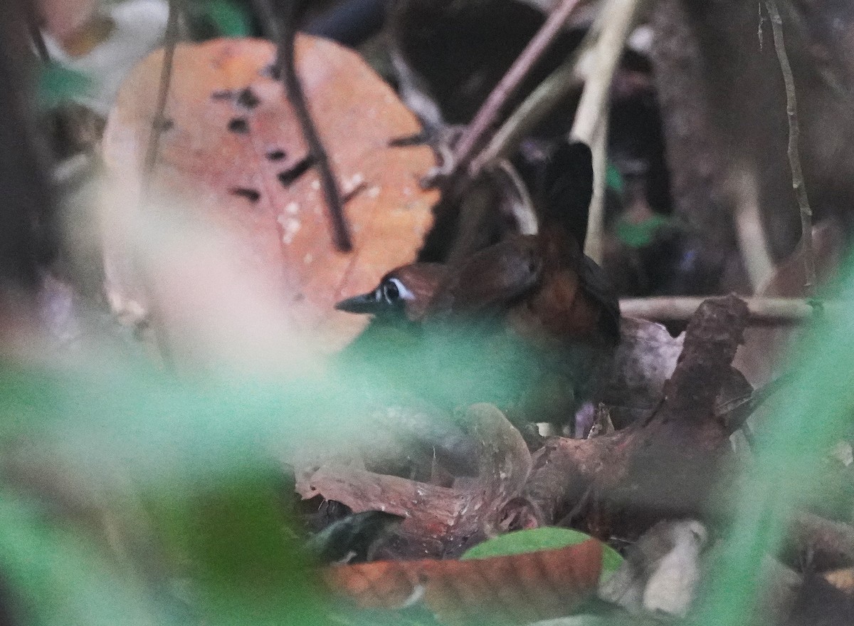 Black-faced Antthrush (Central American) - ML424349801