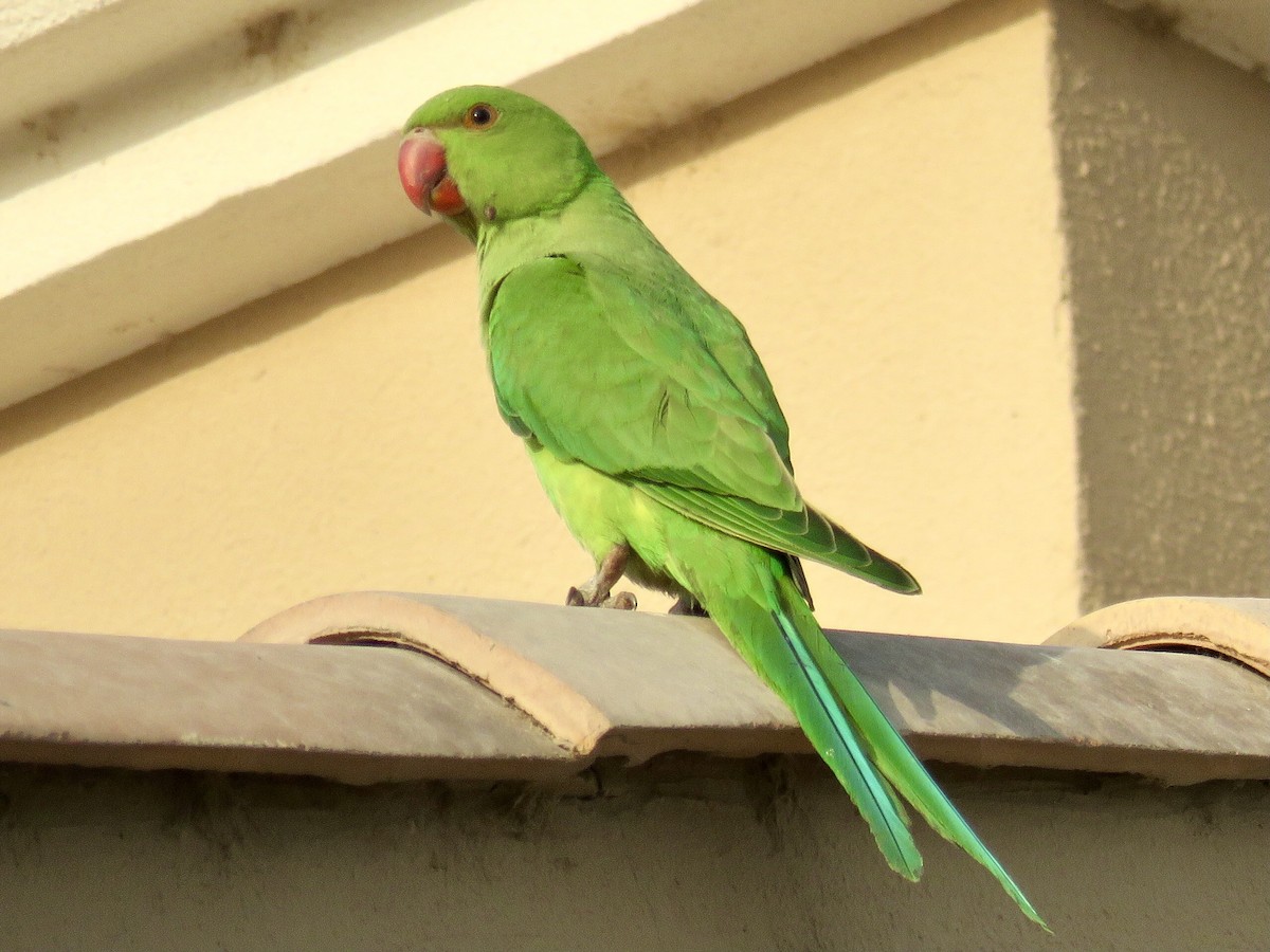 Rose-ringed Parakeet - GARY DOUGLAS