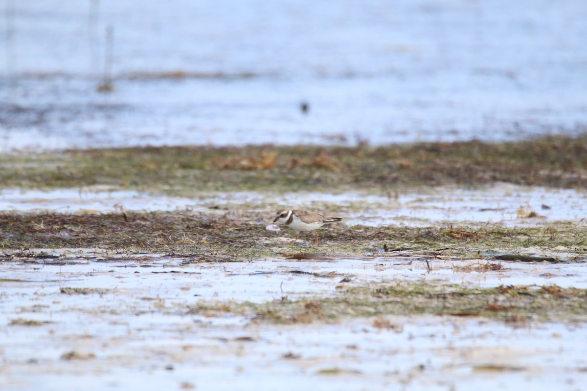 Semipalmated Plover - Jeremy Dominguez