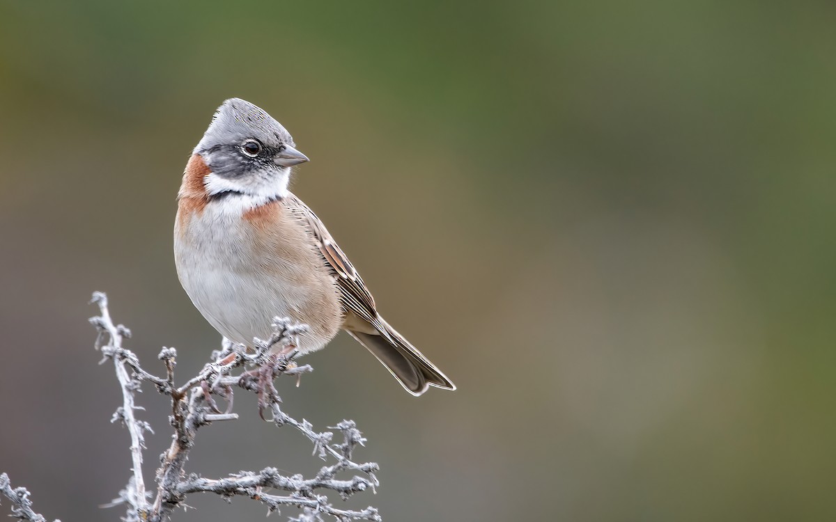 Rufous-collared Sparrow (Patagonian) - ML424356431