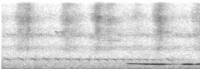 Tinamou noctivague (zabele) - ML424357651