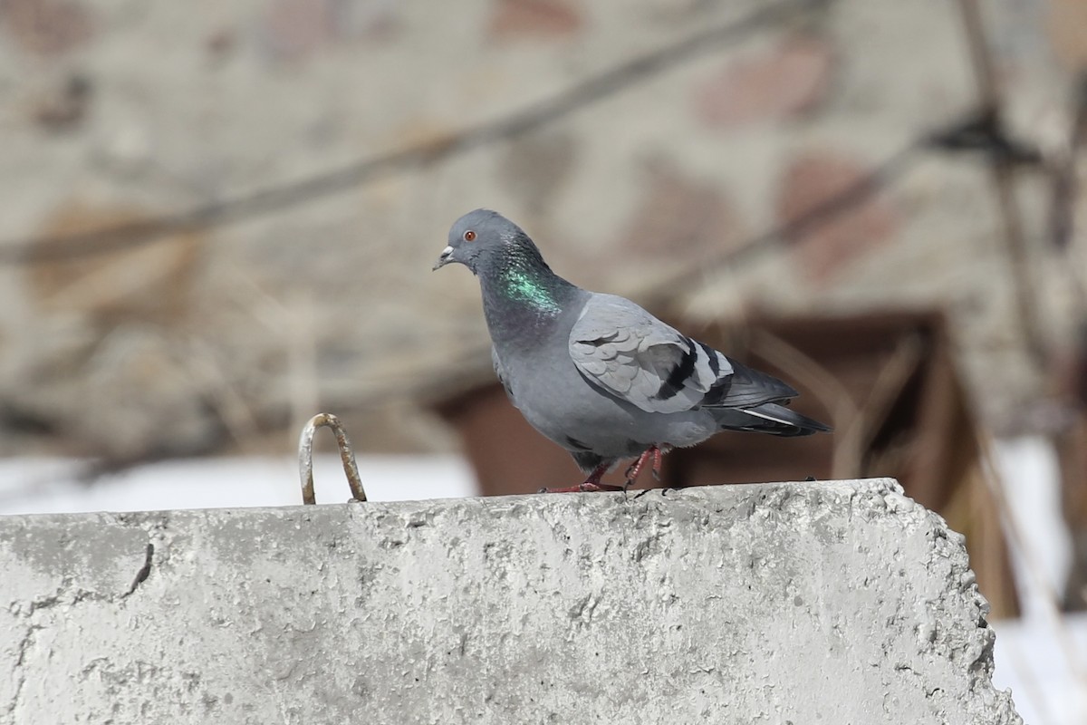 Rock Pigeon (Wild type) - ML424358951
