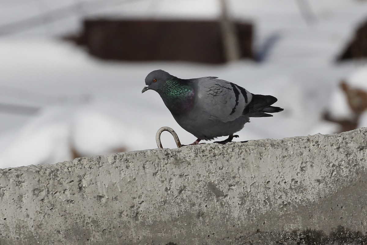 Rock Pigeon (Wild type) - ML424358971