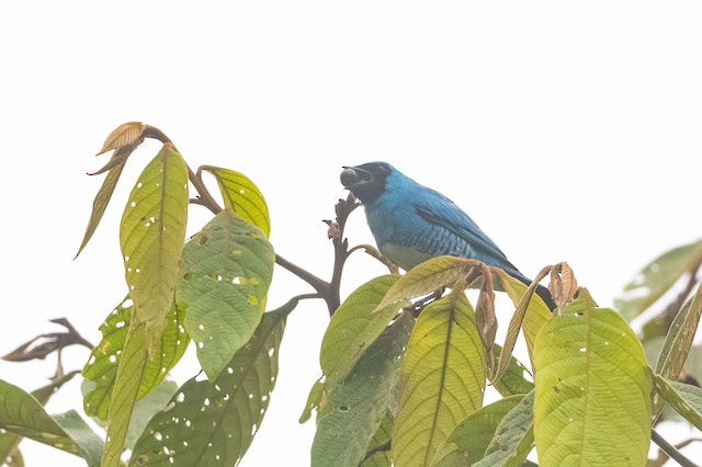 Swallow Tanager