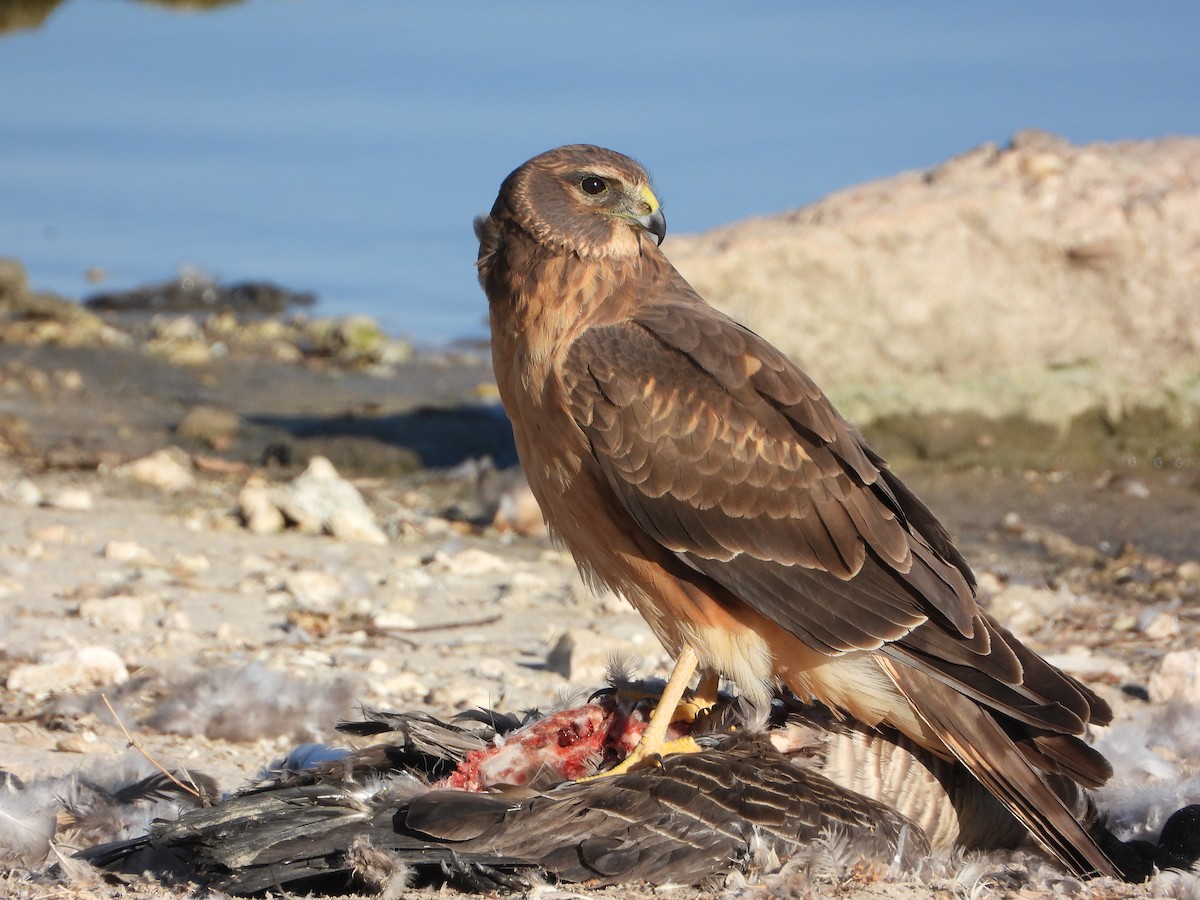 Northern Harrier - Kevin Long