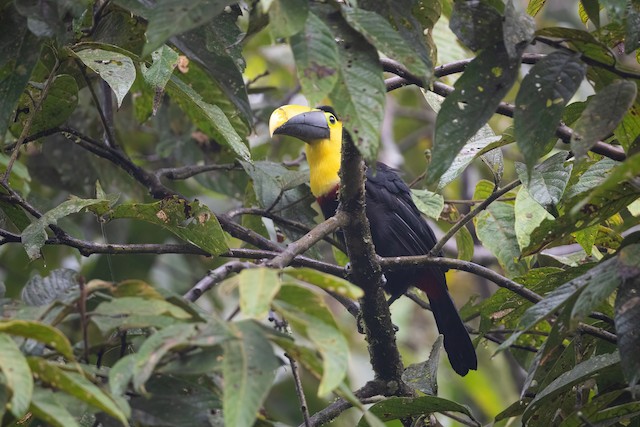 Choco Toucan