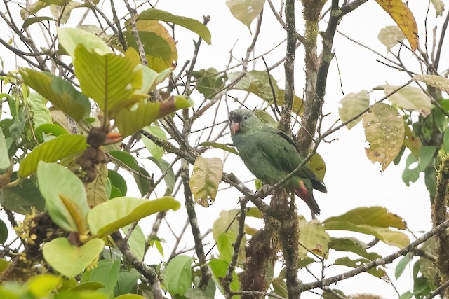 Red-billed Parrot