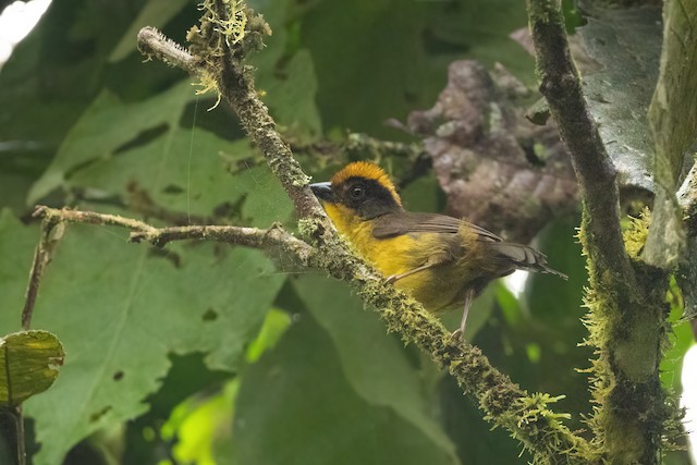 Tricolored Brushfinch