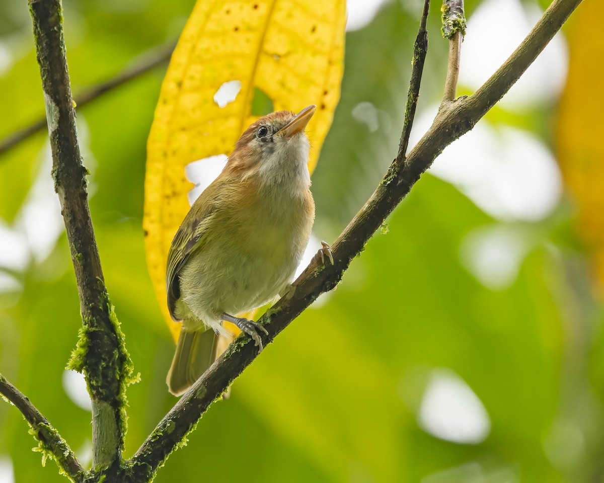 Rufous-naped Greenlet - ML424369811