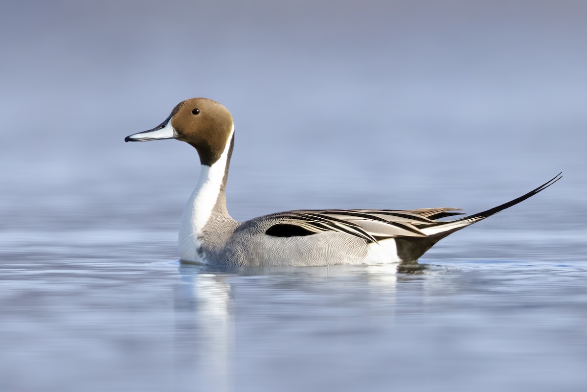 Northern Pintail - Brad Imhoff