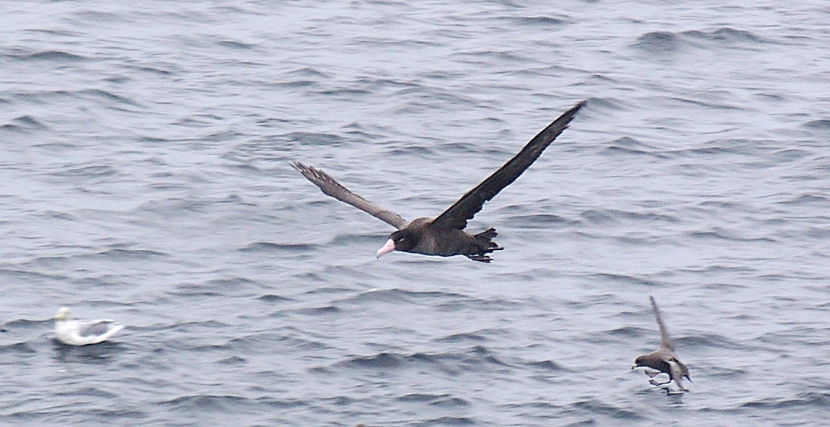 Albatros à queue courte - ML424371801