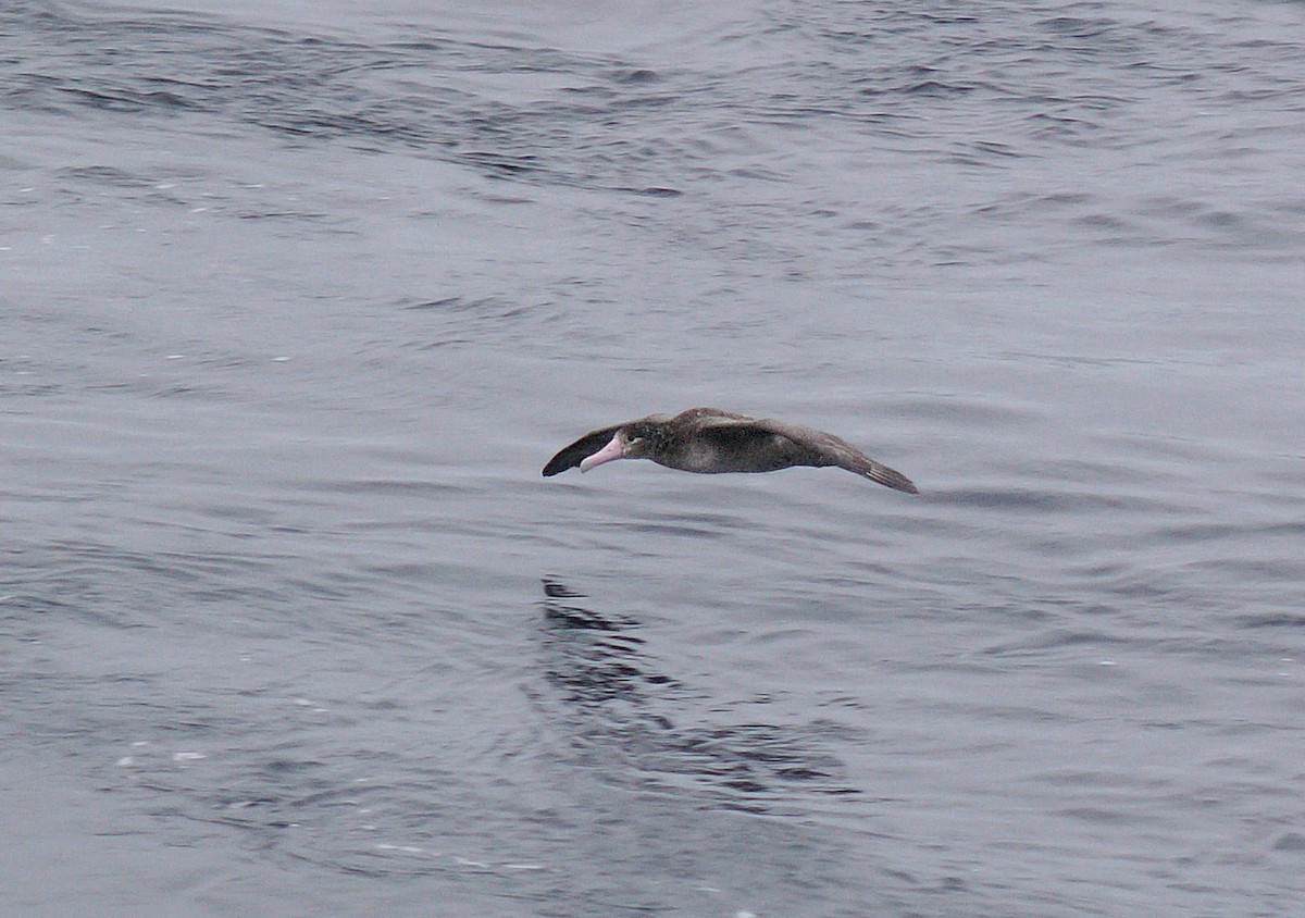 Albatros à queue courte - ML424371811