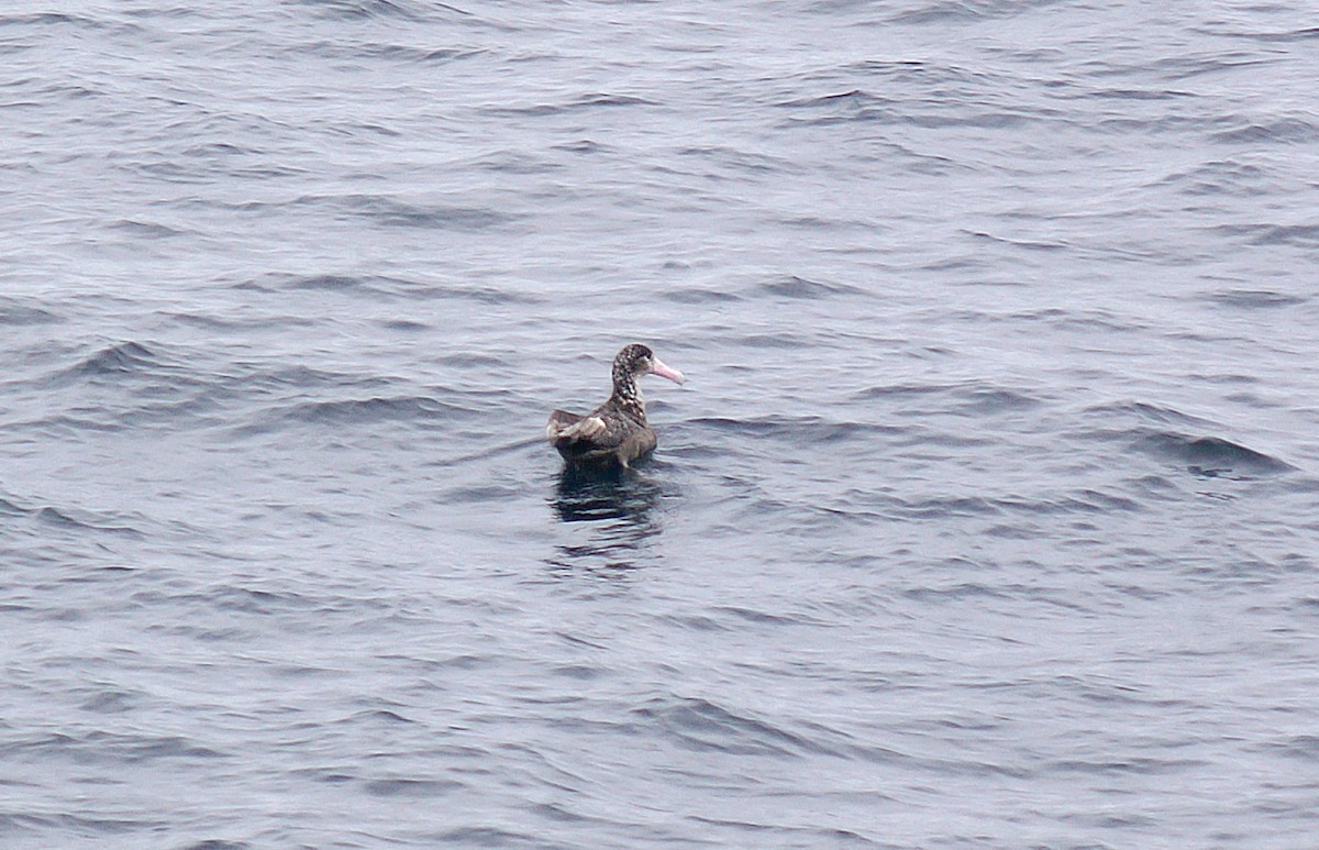 Short-tailed Albatross - ML424371821