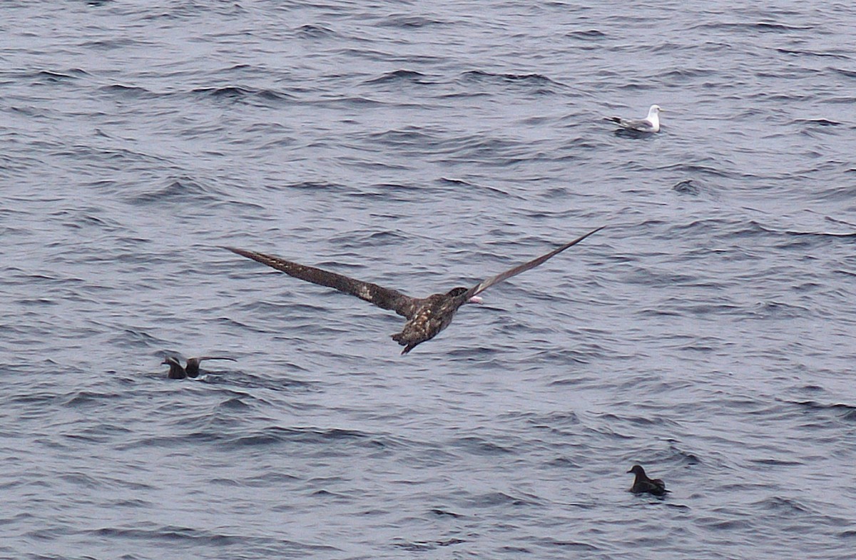 Albatros à queue courte - ML424371831