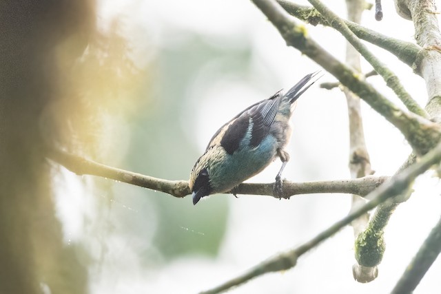 Metallic-green Tanager