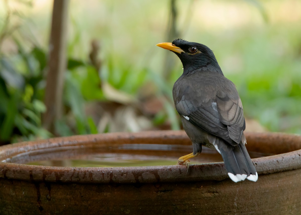 Common x Great Myna (hybrid) - eBird
