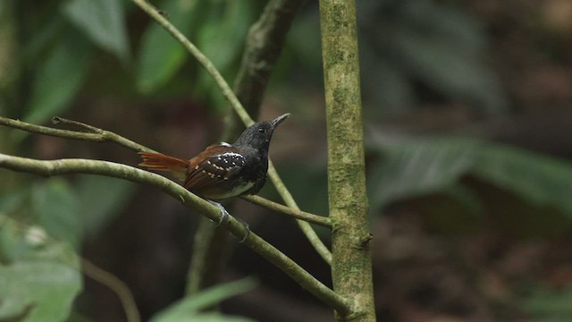 Chestnut-tailed Antbird - ML424377631