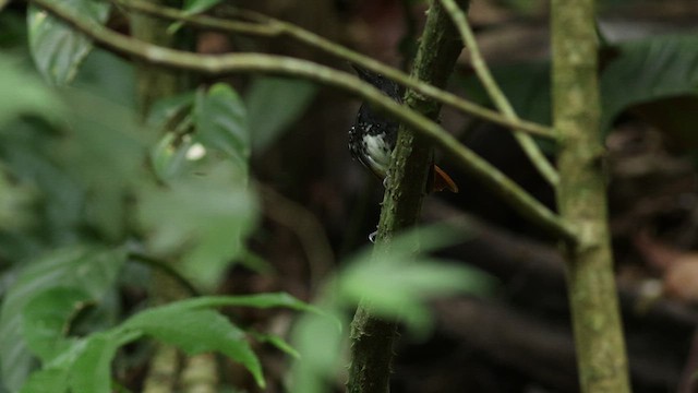 Chestnut-tailed Antbird - ML424377741