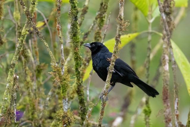 Scrub Blackbird