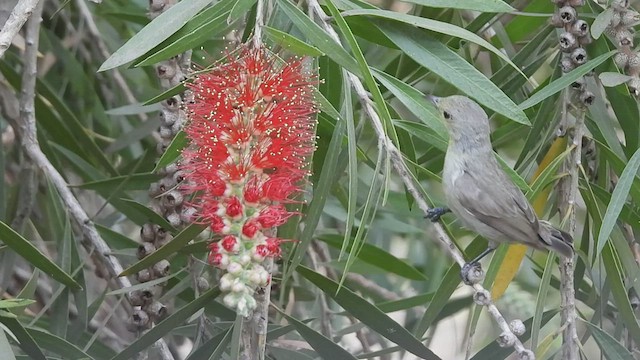 Pale-billed Flowerpecker - ML424385911