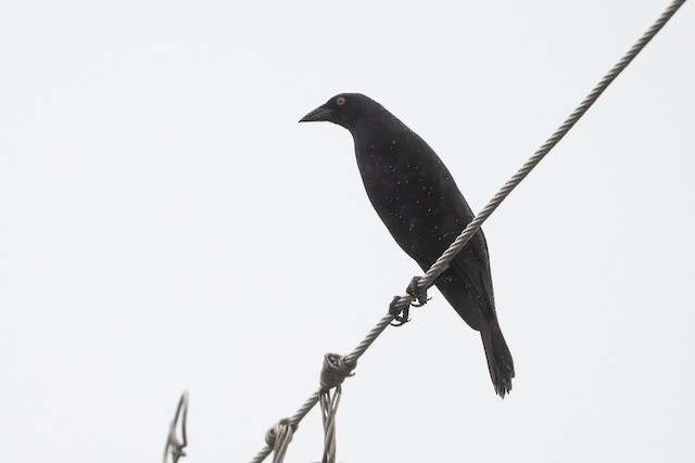 Giant Cowbird