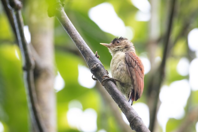 Scarlet-backed Woodpecker