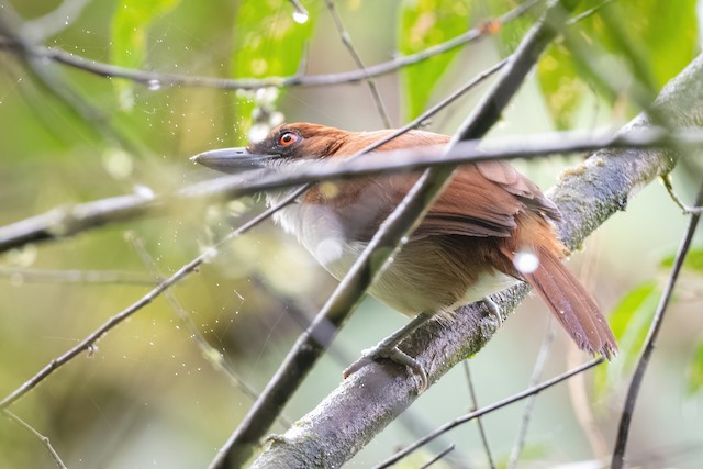 Great Antshrike